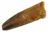 Fossil Spinosaurus Tooth - Real Dinosaur Tooth #326192-1